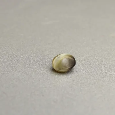 Natürlicher Chrysoberyll – Katzenauge 0,92ct, Sri Lanka | MINERALS-STONES