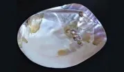 Natural mussels (freshwater mussels)