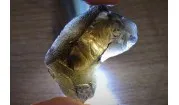 Columbianite – natural and collector tektites (impact glass)